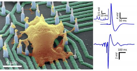 nanowire-array-intracellular-neuron-EPSP