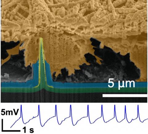 Ultra-Sharp Nanowire Arrays Natively Permeate, Record, and Stimulate Intracellular Activity in Neuronal and Cardiac Networks