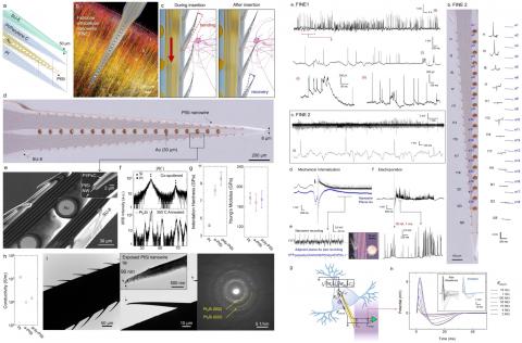 FINE Fishbone Intracellular Nanowire Array